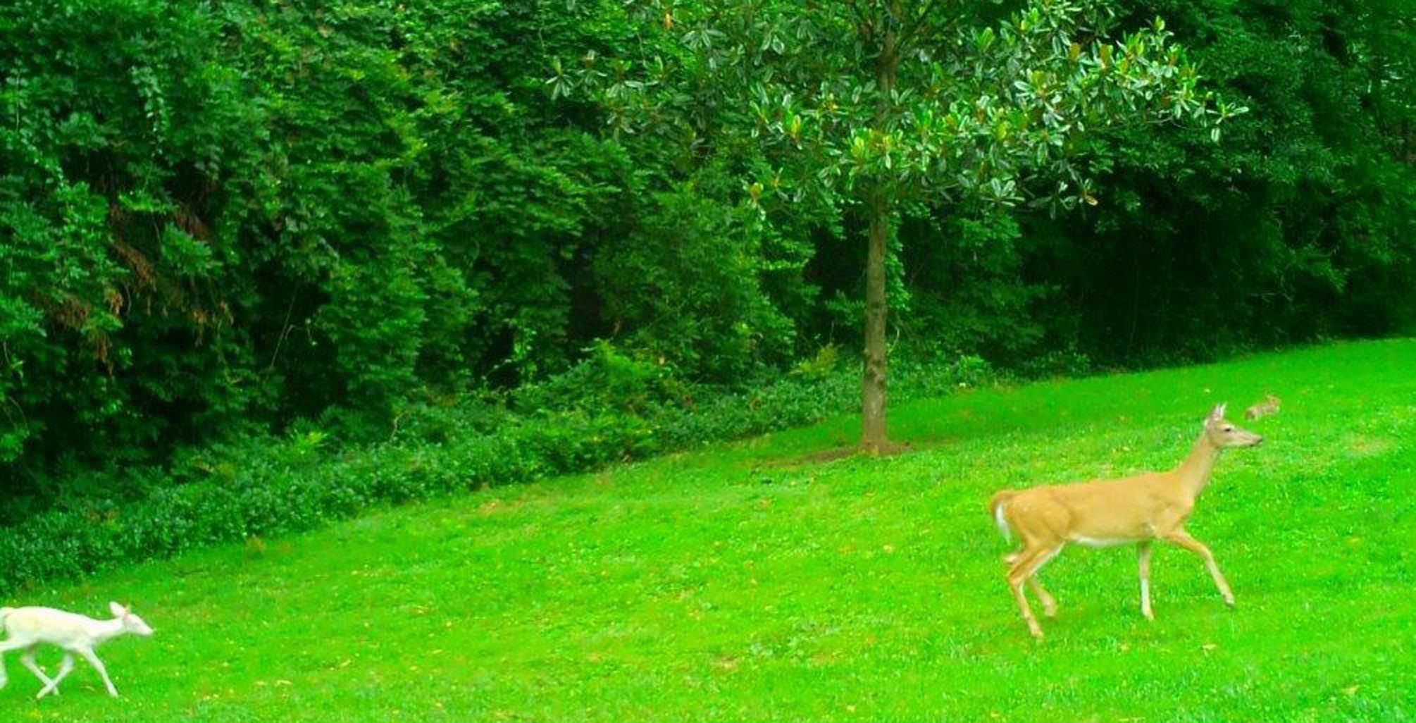 Baby albino deer